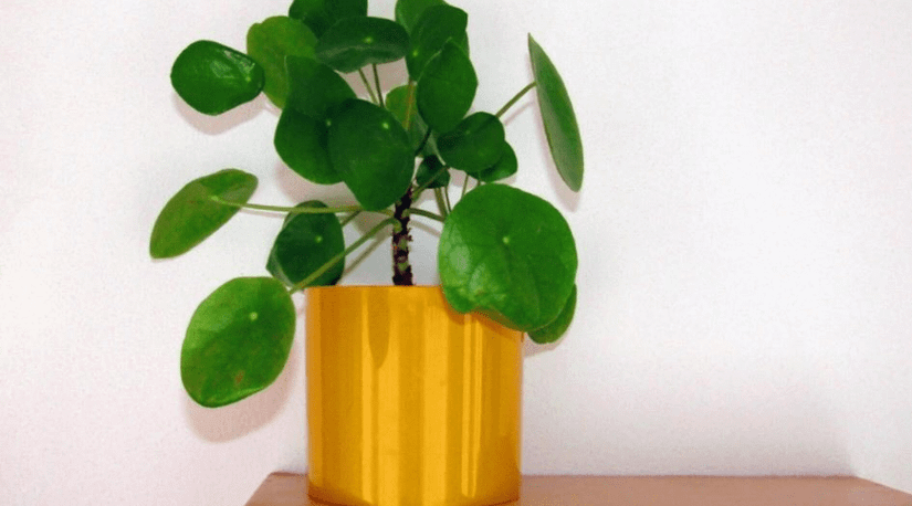 Pilea Peperomioides Guide: How to Care for a Chinese Money Plant