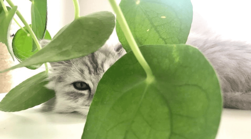 Pilea Peperomioides Guide: How to Care for a Chinese Money Plant