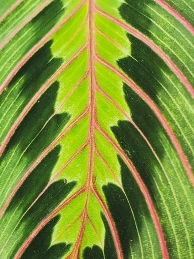 Prayer Plant Guide: How to Take Care of a Maranta Plant
