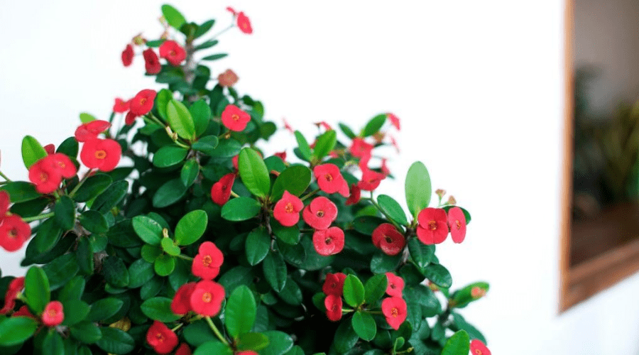 hedera indoor plant Hedera helix variegated (common ivy) | For Sale
