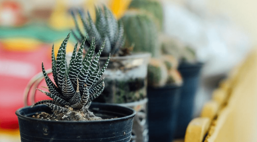 Haworthia Succulent Guide: How to Care for Your Cushion Aloe Plant