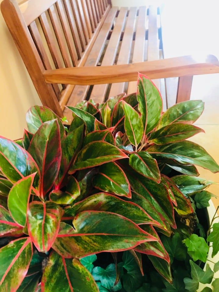 chinese evergreen red agloenema outdoors for summer on porch