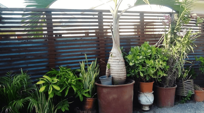 bushy snake plant 6 Inch Snake Plant Sansevieria Laurentii - Live Air Purifying Houseplant main image 0