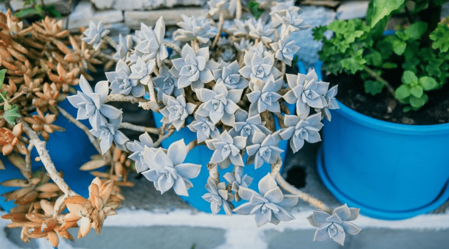 Houseplant Help: Is It OK to Move My Indoor Plant Outside?