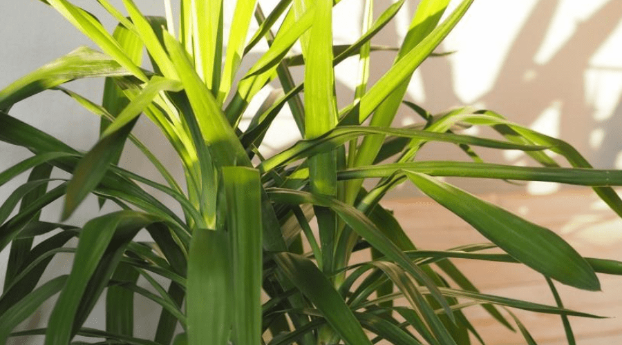 Yucca Guide: How to Care for a Yucca Plant Indoors or Outside