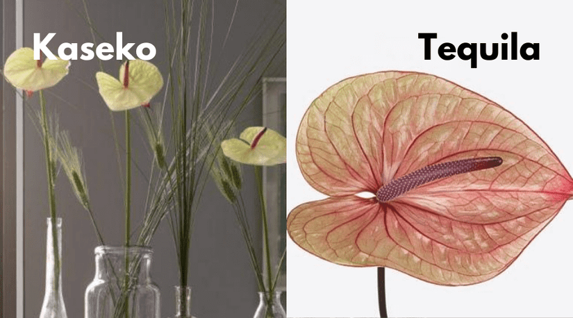 Anthurium Guide: How to Care for a Flamingo Flower