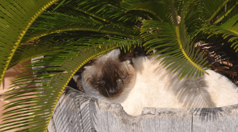 Palm Trees Kentia Palm Toxic To Cats Palm Trees Aren't Just For  Beachesthey Make