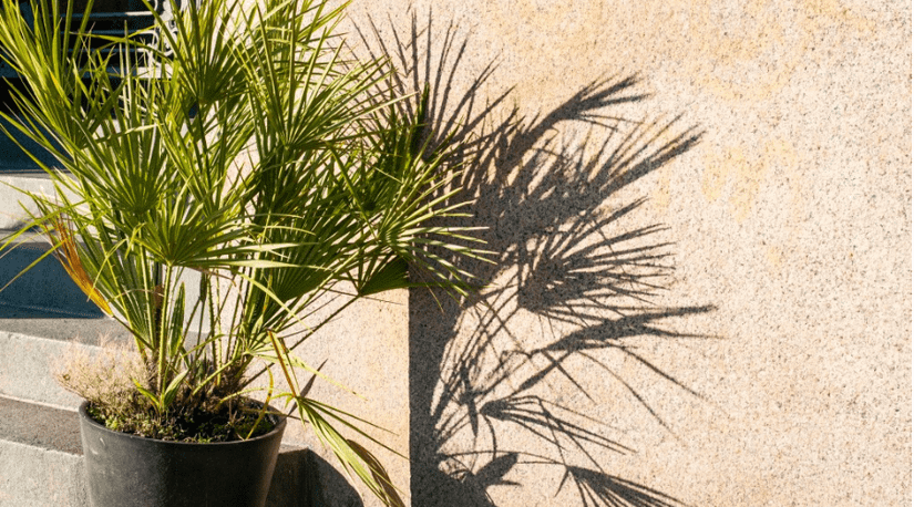 zebra succulents Haworthia Zebra Plant main image 0