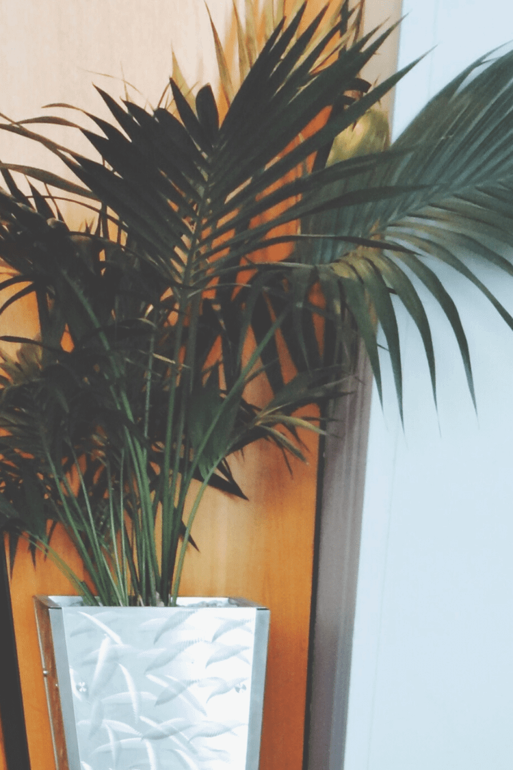 plantera monstera 4' Monstera Plant – Modern Gray Planter – CG Hunter