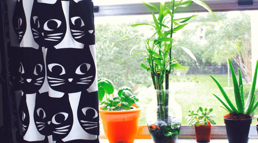 Lucky Bamboo Guide: How to Care for a Dracaena Sanderiana