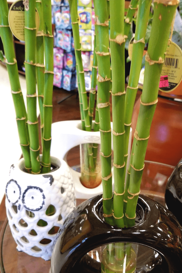 aloe vera boire Bialoe : jus à boire d'Aloe Vera pour le bien-être digestif | Atlantia