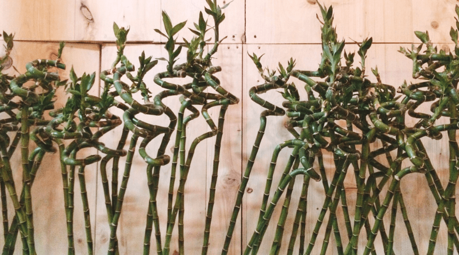Lucky Bamboo Guide: How to Care for a Dracaena Sanderiana