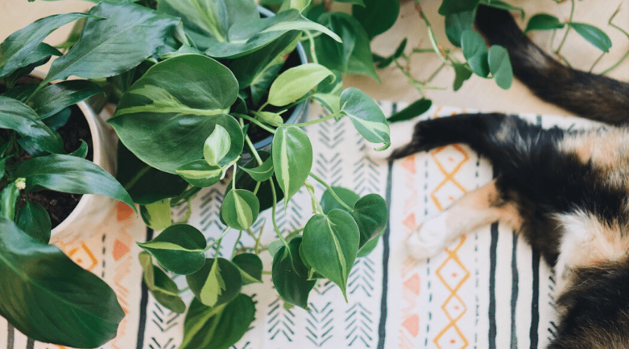 hanging planter inside Hanging Wood Planter – SUSIE FRAZIER main image 0