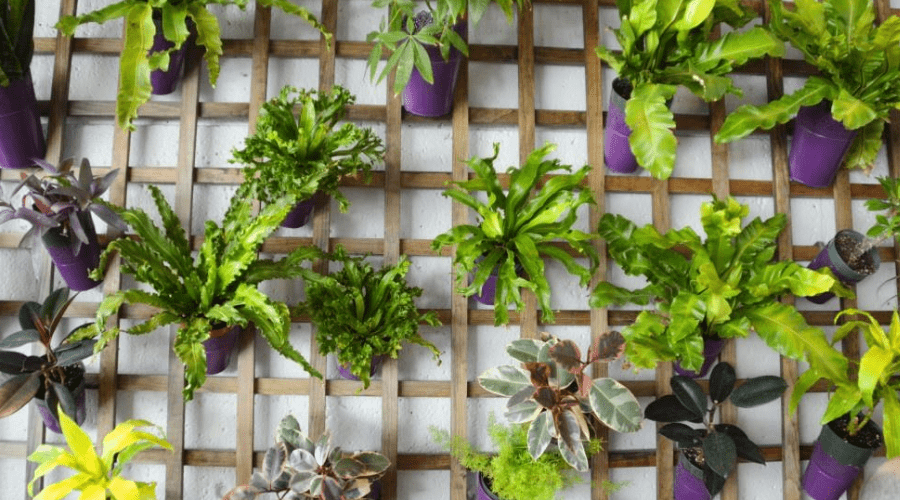 20 Fun and Interesting Ways to Display Your Houseplants