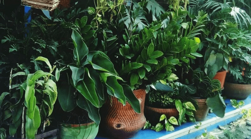 artificial succulents in pots Artificial Succulent Plant With Round Pot (Green)  Nilkamal Homes