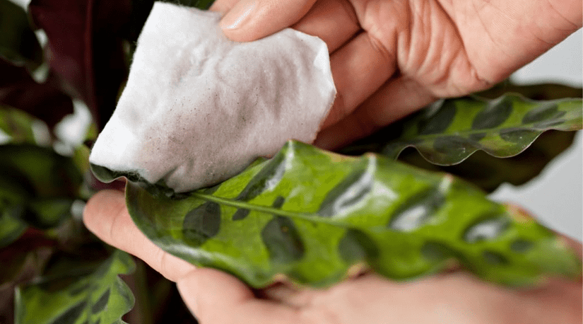 Prayer Plant Guide: How to Take Care of a Maranta Plant