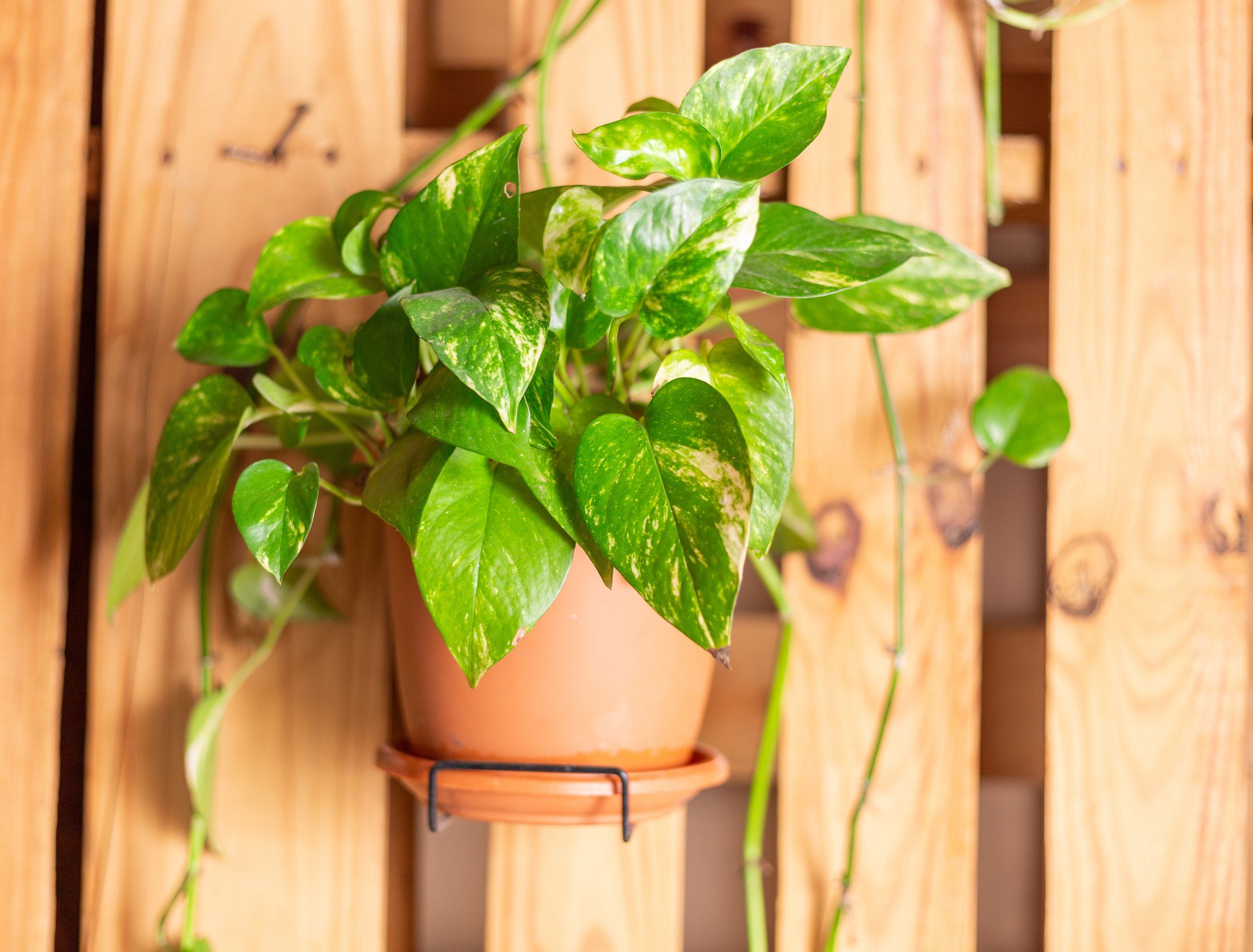 Pothos Guide: How to Care for a Devil's Ivy Plant