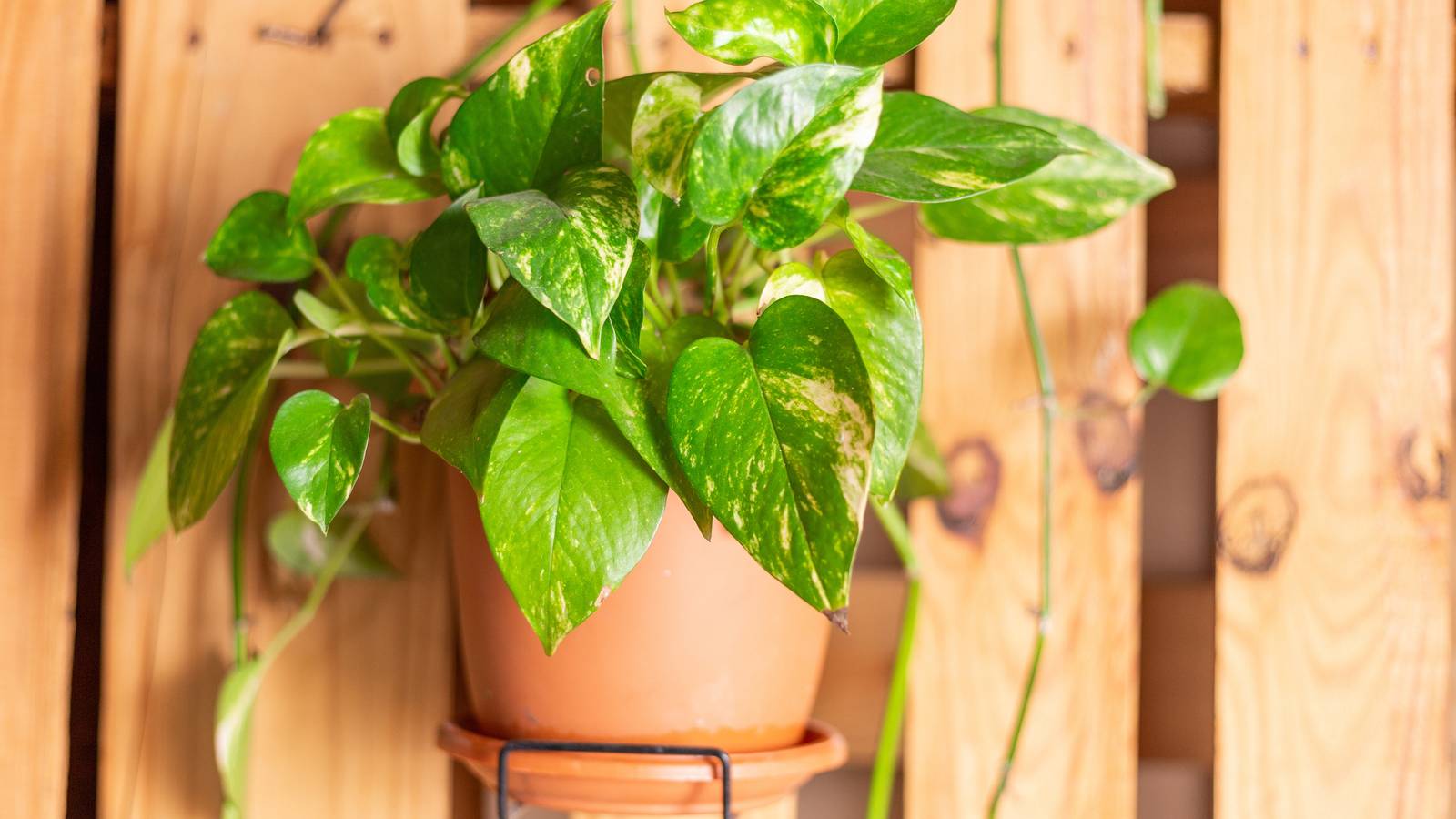 Pothos Guide: How to Care for a Devil's Ivy Plant