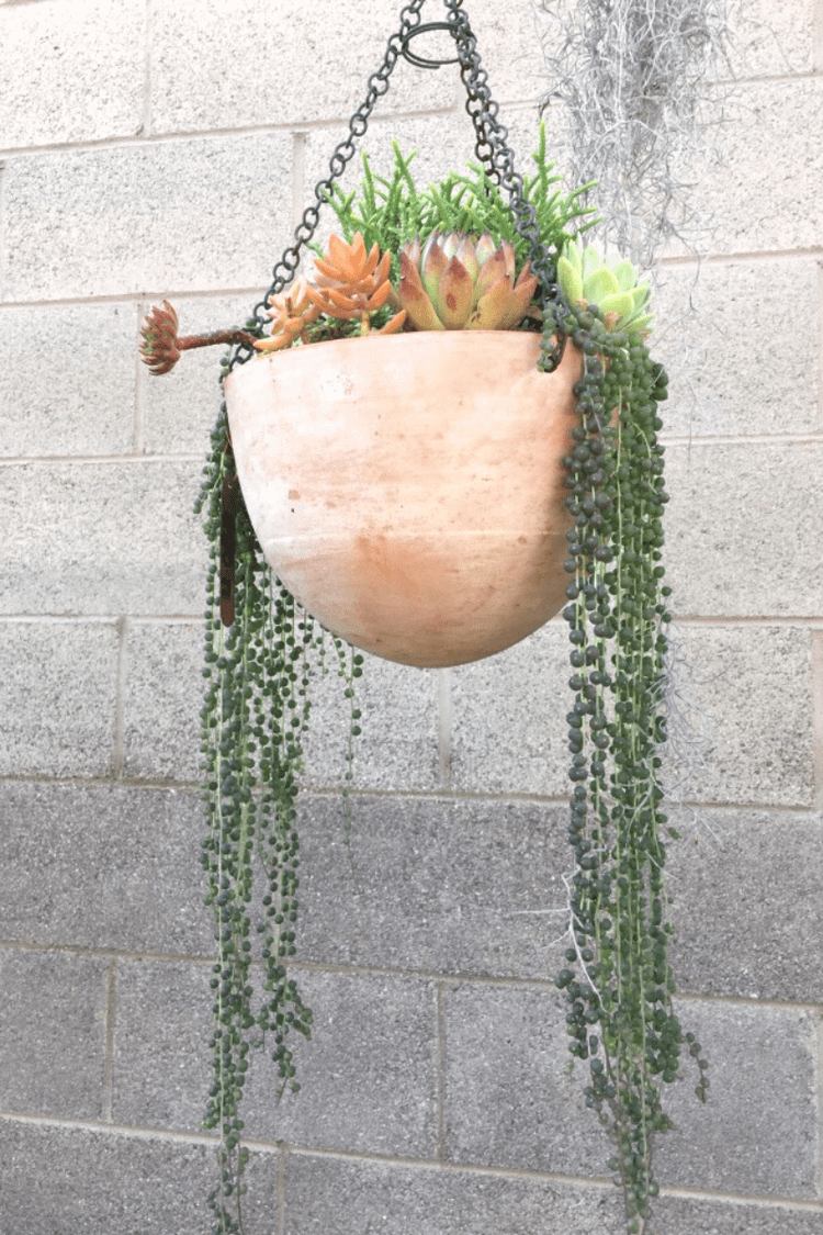 indoor plant with curly leaves Ficus pumila 'Curly'