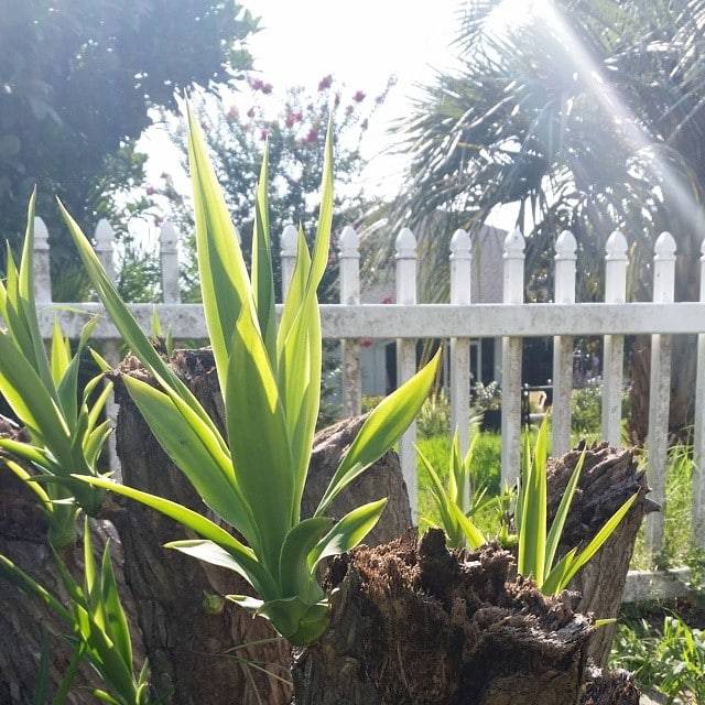 Yucca Guide: How to Care for a Yucca Plant Indoors or Outside