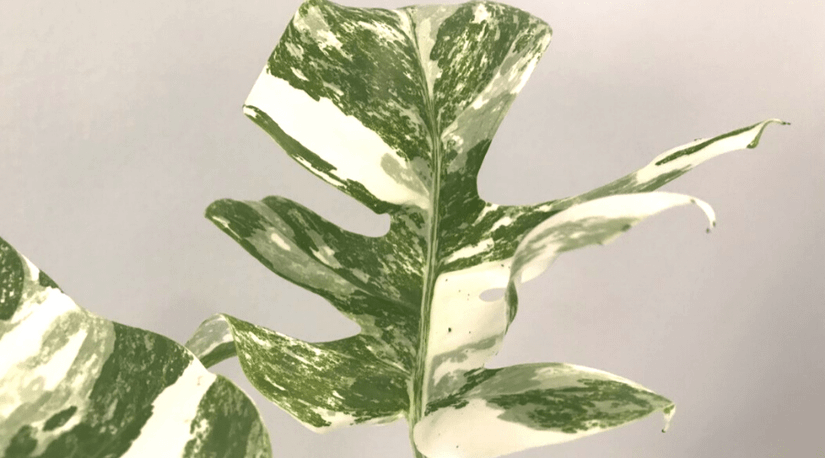 9 Crazy-Expensive Plants & Flowers: #5 Cost More Than Your House!