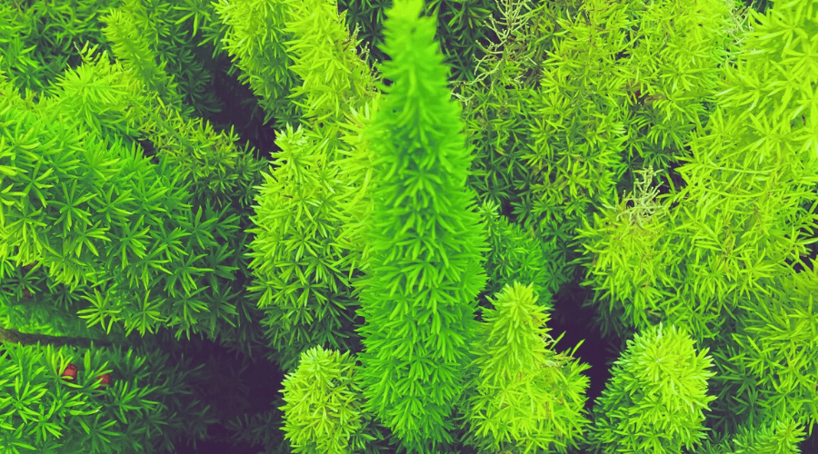 farn green lady Schwertfarn Nephrolepis 'Green Lady' - Nephrolepis exaltata 'Green Lady' main image 1