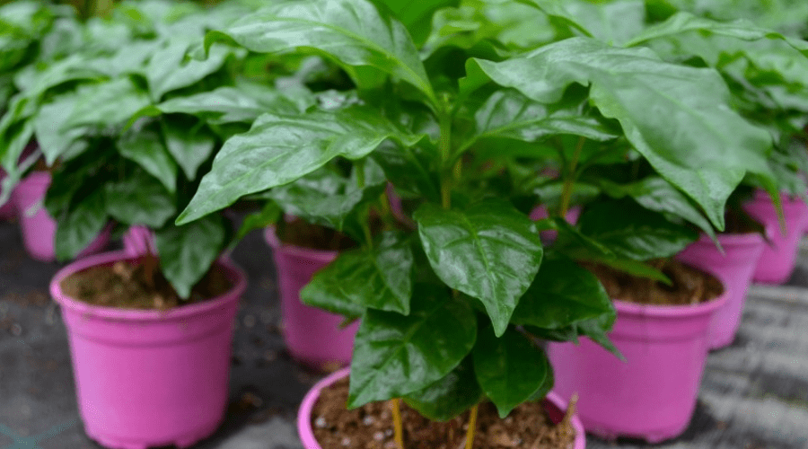 florida green plant Philodendron Florida Green 6"  Kent East Hill Nursery
