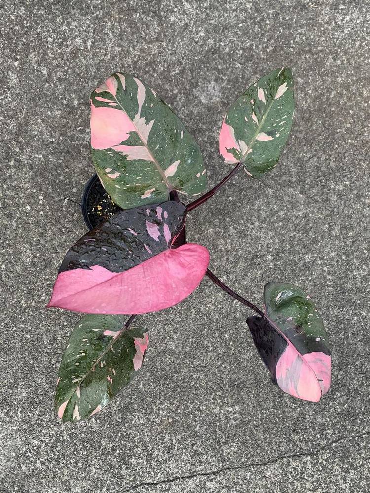 pothos plant near me Epipremnum aureum 'Neon' Pothos (4" Pot)