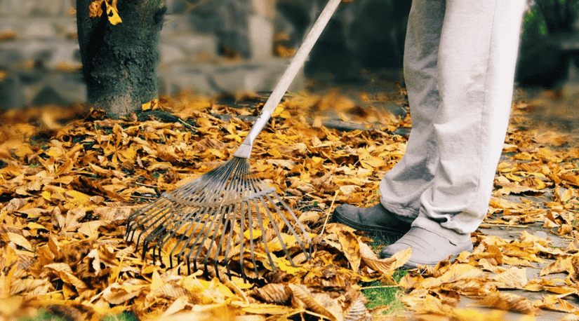 Leeaf Raking Image Leaf Raking Hacks