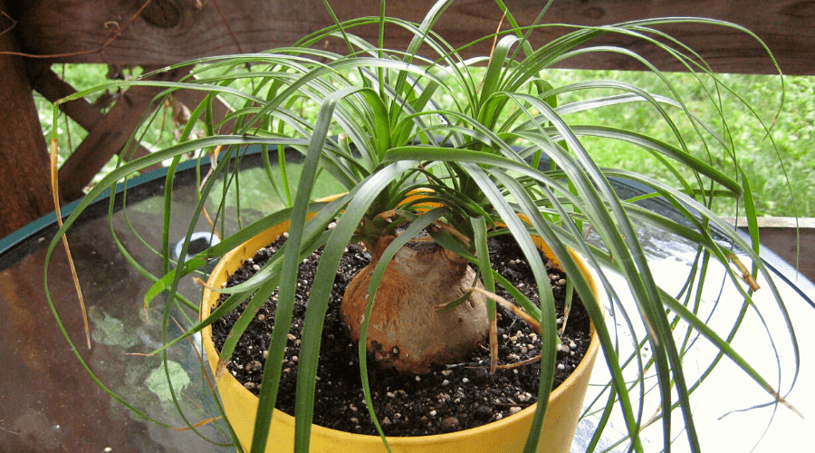 ferm plant stand Ferm Living - Plant Box Two-Tier main image 1