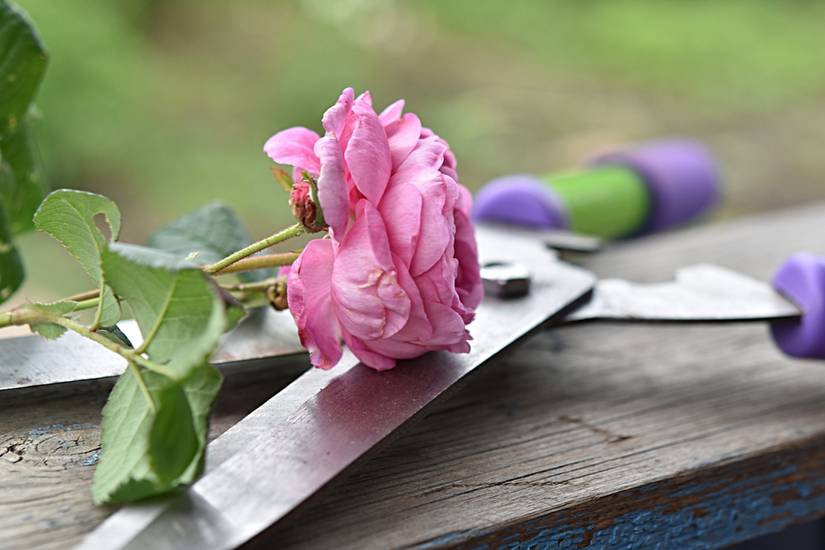 Everything You Need To Know About Pruning Roses