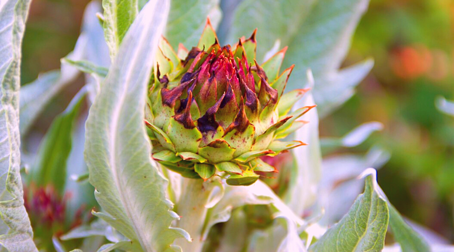 Cardoon Menu 22 of the Best Cardoon Recipes You Have to Try