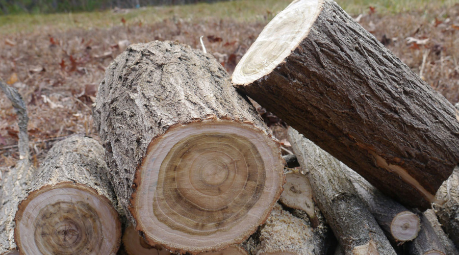 Can You Burn Locust Wood in a Fireplace: Safe & Efficient Tips