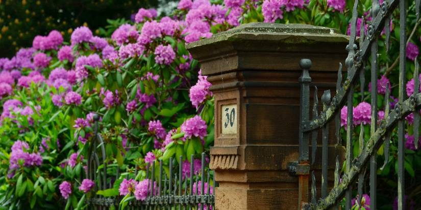 A Comprehensive Planting and Care Guide for Rhododendrons