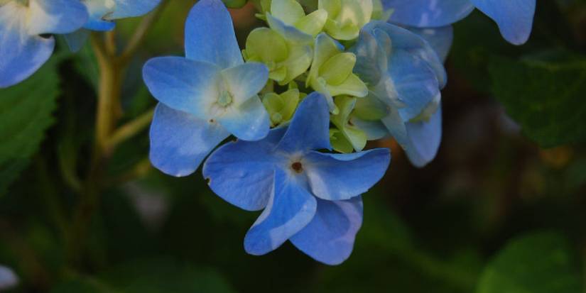 The Only Hydrangea Plant Guide You'll Need