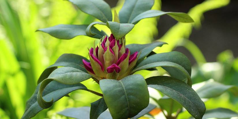 Infants Rhododendron A Comprehensive Planting and Care Guide for Rhododendrons