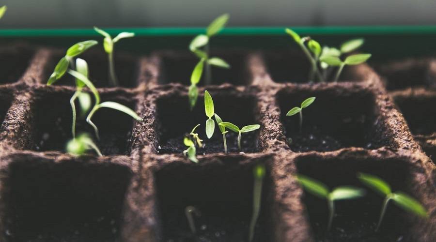 How to Germinate Seeds in 6 Simple Steps