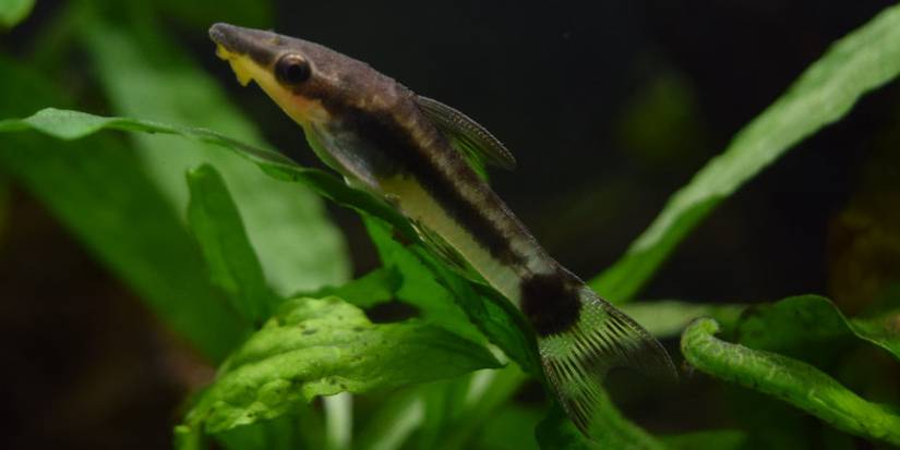 11 Algae Eating Fish for Your Garden Pond
