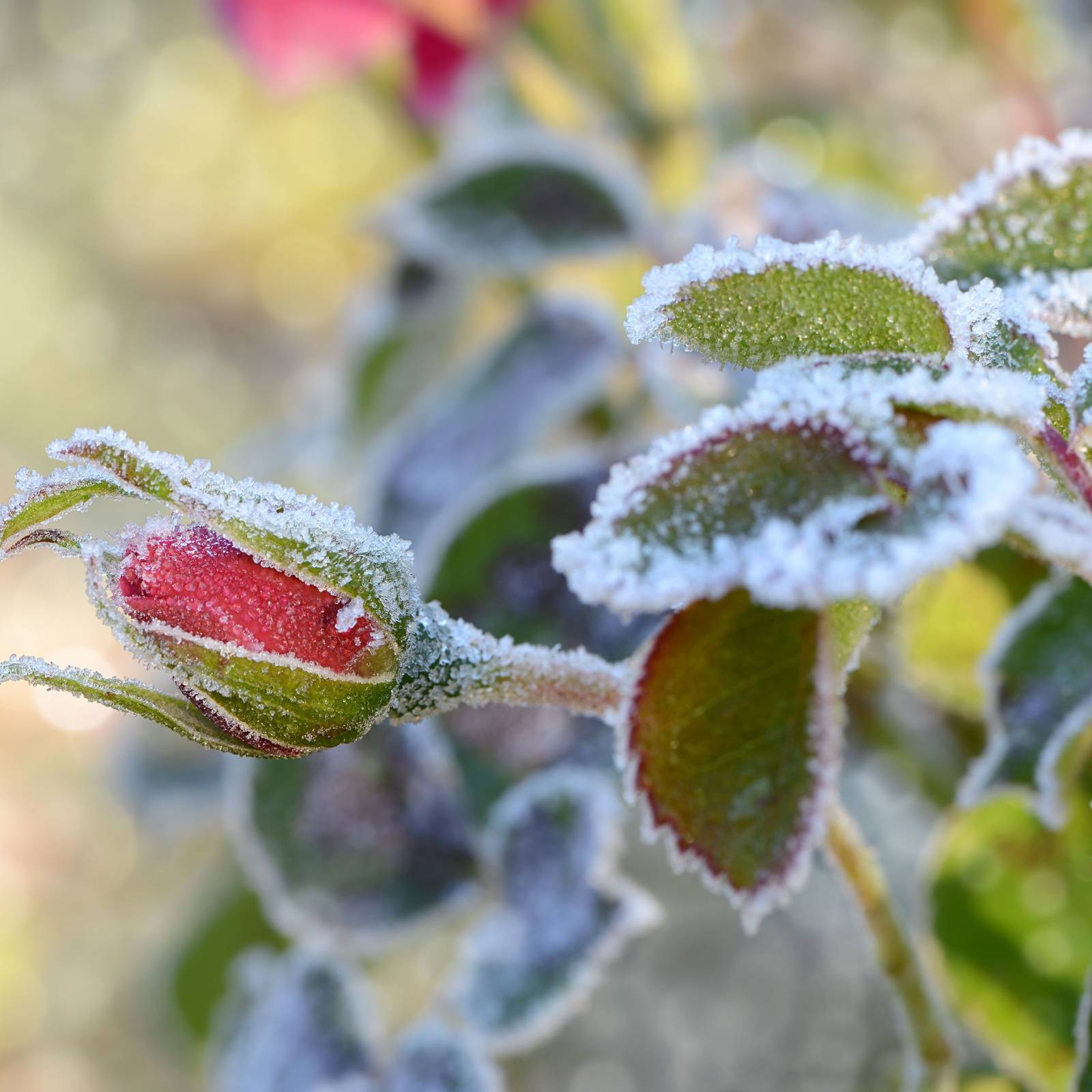 6 Ways to Protect Your Garden From Frost