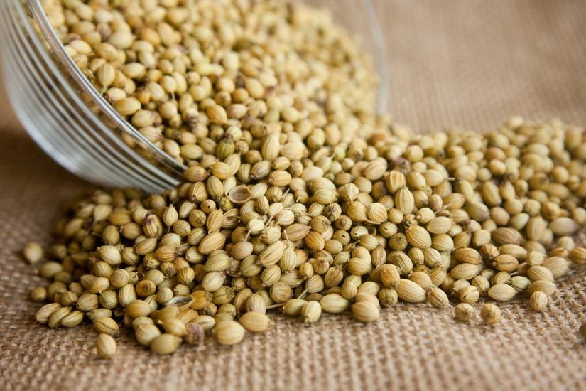 Grow Your Own Cilantro from Seeds or Cuttings With This Easy Guide
