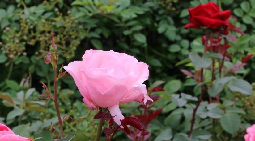 Different Roses Color Garden 12 Beautiful and Eye-Catching Rose Garden Ideas