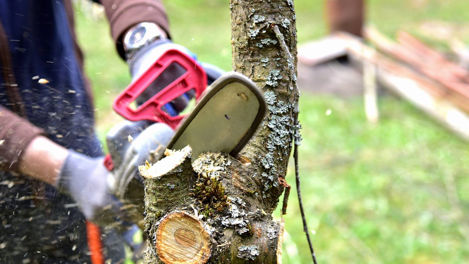 The Best Mini Chainsaw for Tree Pruning