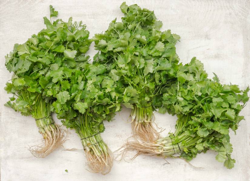 Grow Your Own Cilantro from Seeds or Cuttings With This Easy Guide