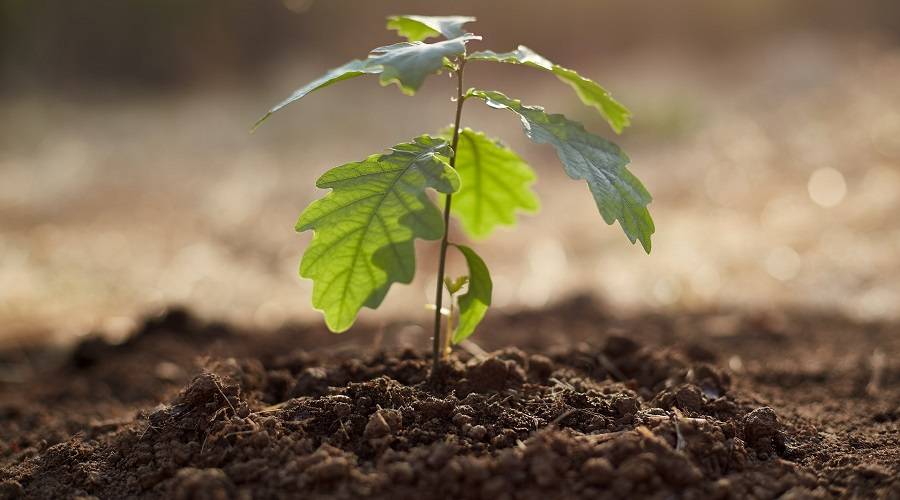 buy asparagus plants Asparagus Seed UC 157 F2 – Nichols Garden Nursery
