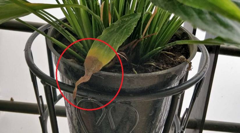 What is Plant Shock and How to Fix It