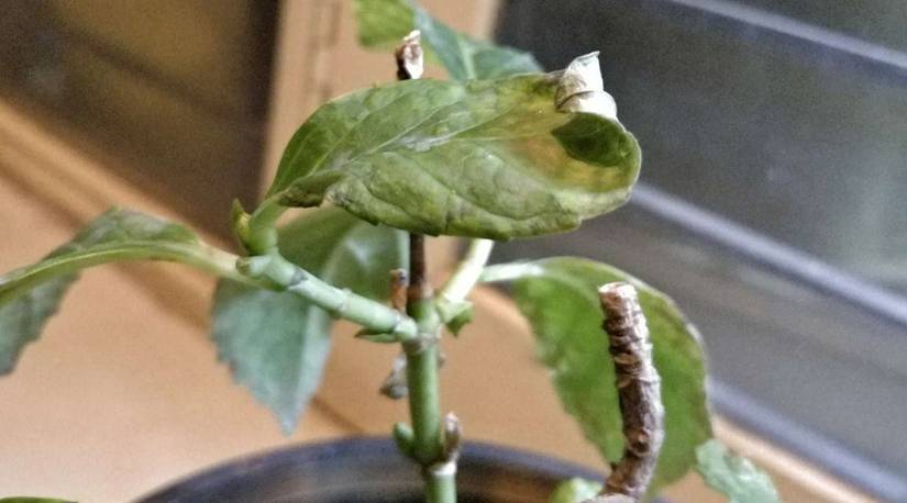 incorrect sunlight can curl plant leaves