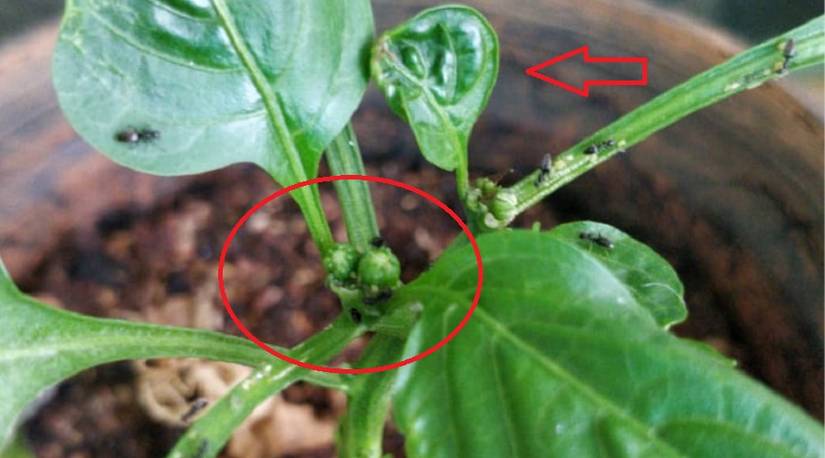 pests can cause stunted growth