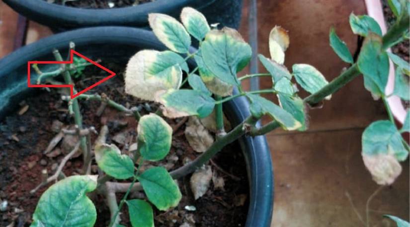 disease in plants make them droop