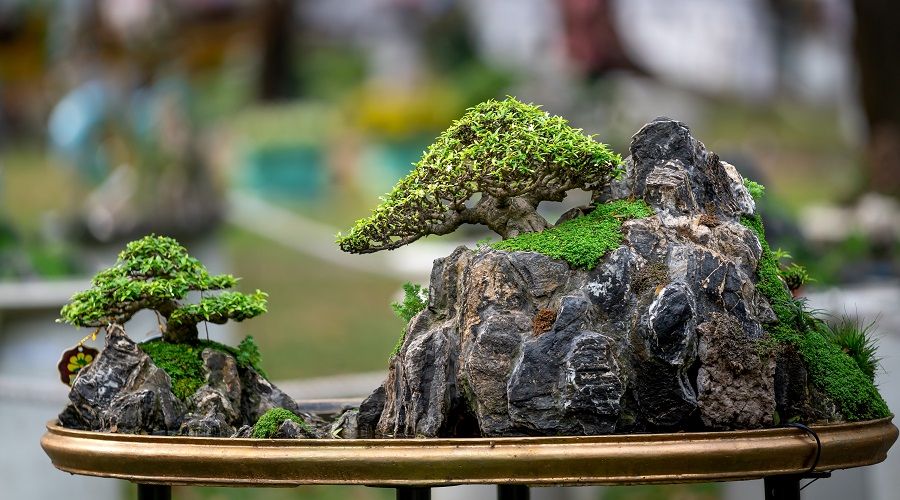 How to Care for Your Bonsai Tree