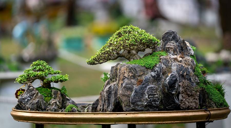 How to Care for Your Bonsai Tree